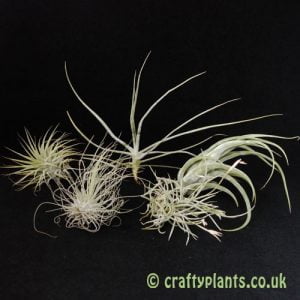 Airplants for arid / xeric vivariums 5 pack by craftyplants.co.uk