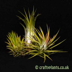 Craftyplants Tillandsia Ionantha 3 Pack of airplants