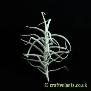 Tillandsia Paleacea air plant from Craftyplants