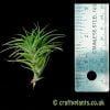 Tillandsia aeranthos 'Bronze' with a ruler from craftyplants