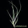 A further look at Tillandsia albertiana by Craftyplants