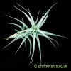Another look at the larger Tillandsia albida by Craftyplants