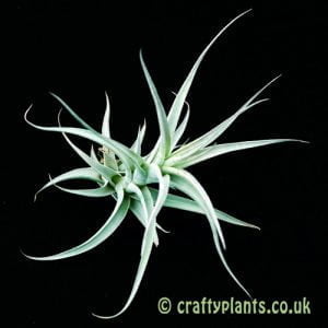 A medium Tillandsia albida by Craftyplants