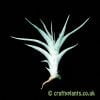 A side on view of a small Tillandsia albida by craftyplants