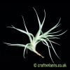 Another view of the small Tillandsia albida by Craftyplants