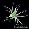 A small Tillandsia albida by Craftyplants