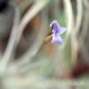 Tillandsia bandensis in flower from craftyplants