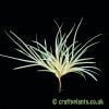 A side on view of Tillandsia bandensis by Craftyplants