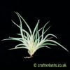 Tillandsia bandensis by Craftyplants