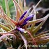 Tillandsia brachycaulos in flower by craftyplants