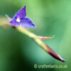 The flower of Tillandsia caerulea by craftyplants