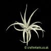 Another view of Tillandsia harrisii from craftyplants.co.uk