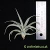 Tillandsia harrisii shown with a ruler for scale by craftyplants