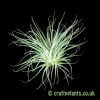 A further example of a Tillandsia ionantha var. stricta by craftyplants