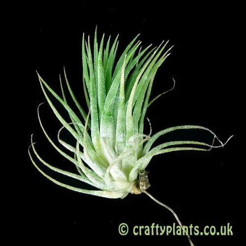 Tillandsia-ionantha-var.-