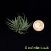 Tillandsia loliacea and a penny from craftyplants.co.uk