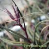Tillandsia pseudobaileyi flowering from craftyplants