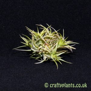 tillandsia aeranthos bronze small clump by craftyplants.co.uk