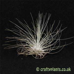 tillandsia argentea from craftyplants.co.uk