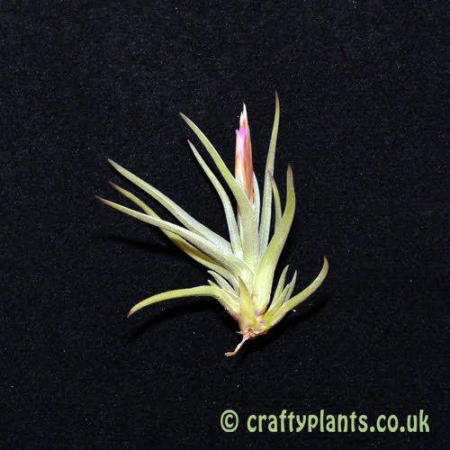 tillandsia argentina from craftyplants.co.uk