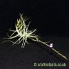 tillandsia caerulea with flower from craftyplants.co.uk