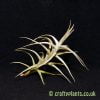 tillandsia diaguitensis air plant from craftyplants.co.uk