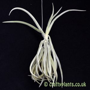 tillandsia duratii airplant from craftyplants