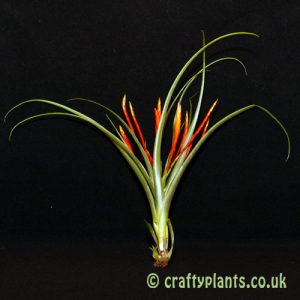 tillandsia flabellata from craftyplants.co.uk