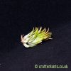 tillandsia ionantha hazelnut airplant from craftyplants.co.uk