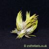 clump of tillandsia ionantha hazelnut from craftyplants.co.uk