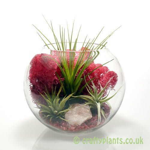 Avec Amour Large Airplant Kit by craftyplants