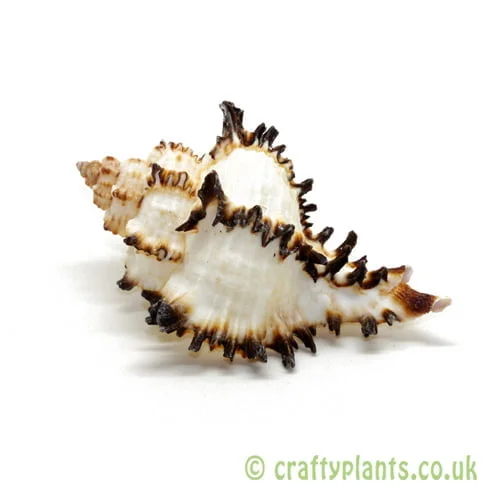 Chicoreus chicoreum (Murex Endivia) Shell 5-8cm PACK OF 2