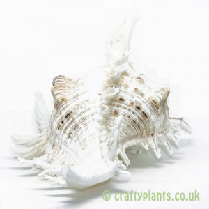 LARGE Chicoreus ramosus (White Murex) Shell – 15-20cm by craftyplants.co.uk