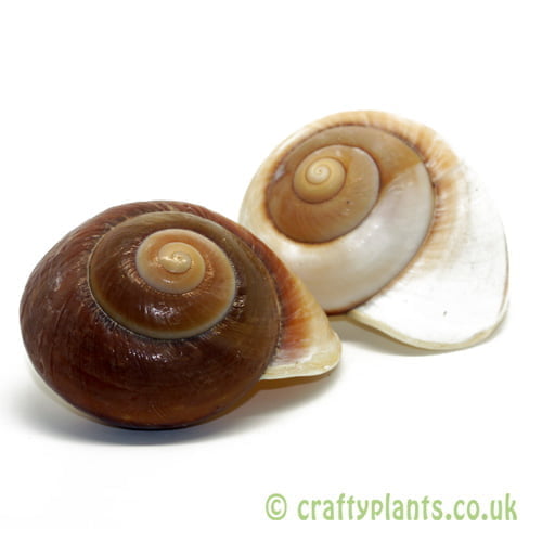 Landsnail Insomada Shell by craftyplants