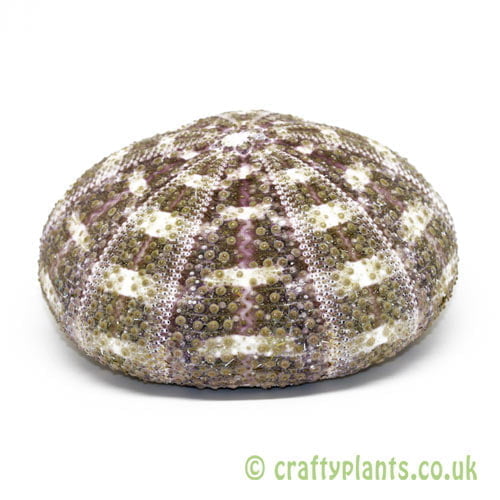 8-10cm Natural Alfonso Sea Urchin by craftyplants.co.uk