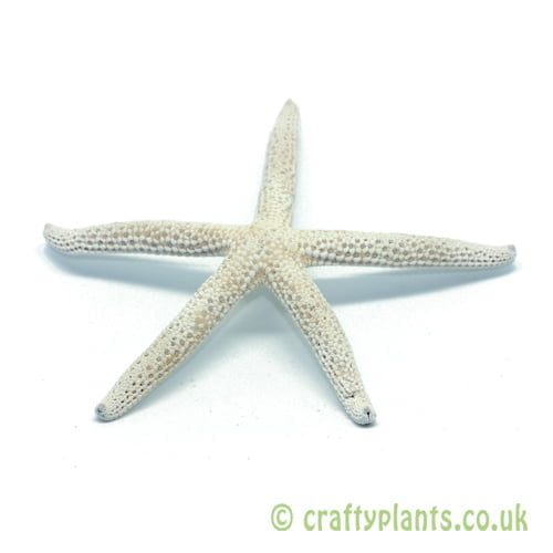 5-10cm Natural dried finger starfish by craftyplants