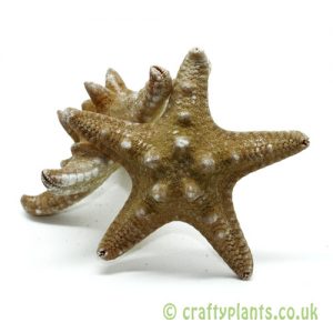 Pack of 2 5-8cm Natural knobbly starfish by craftyplants.co.uk