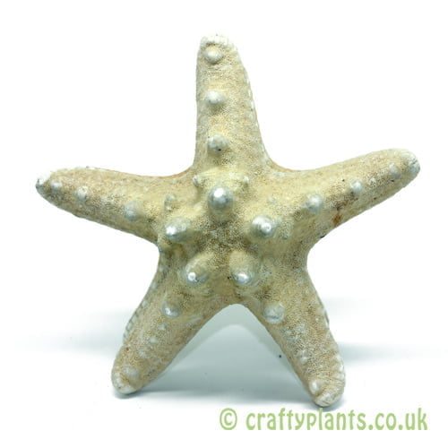 8-12cm Natural knobbly starfish by craftyplants