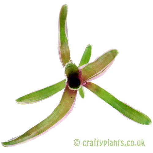 A top down look at Neoregelia 'Fireball' variegata by craftyplants