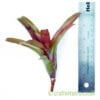 Neoregelia 'Fireball' with a ruler by craftyplants