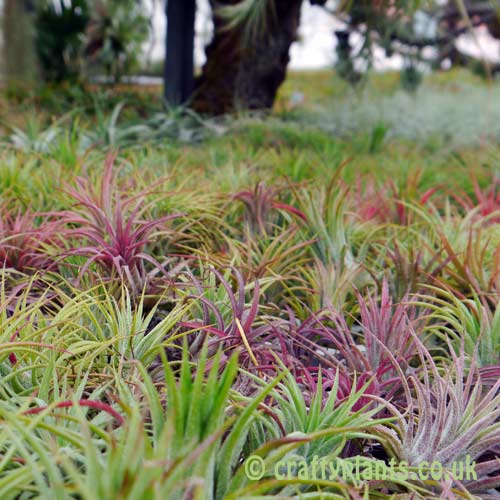 Tillandsia Ionantha Rubra at Craftyplants Air Plant Nursery
