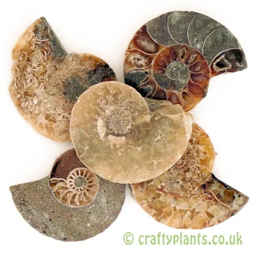 A pack of 5 polished ammonites from craftyplants