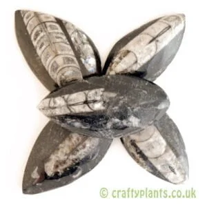 A 5 pack of polished orthoceras by craftyplants