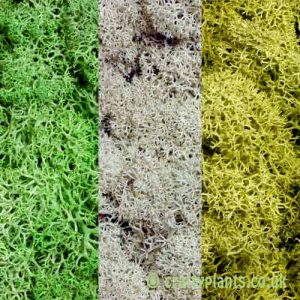 3 pack of 25g reindeer moss by craftyplants.co.uk