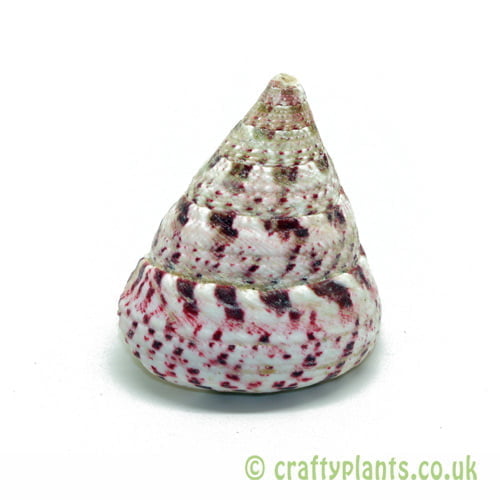 Tectus Conus (Strawberry Troca) Shell by craftyplants.co.uk