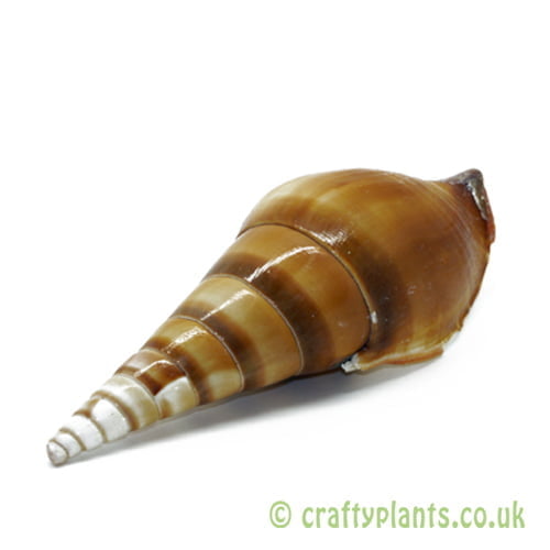 Tibia Insulaechorab (Arabian Tibia) shell from craftyplants