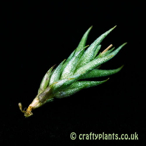 Tillandsia aizoides by Craftyplants