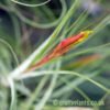 The flower of Tillandsia schiedeana by craftyplants