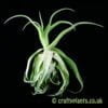 Tillandsia streptophylla (7-8 inch) by craftyplants