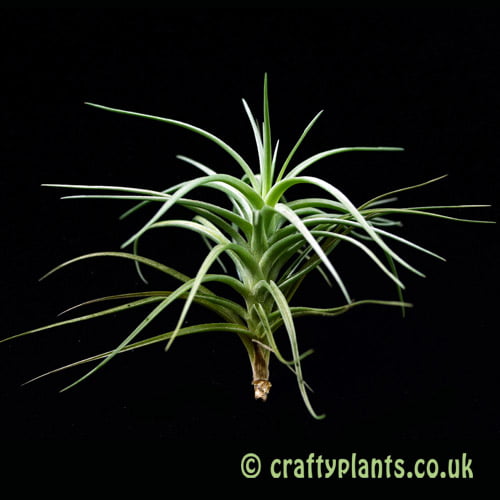 Tillandsia tenuifolia by craftyplants.co.uk